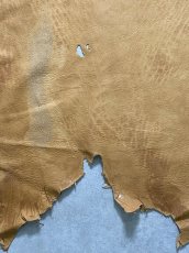 画像6: エゾシカ革　キャメル　ディアー (6)