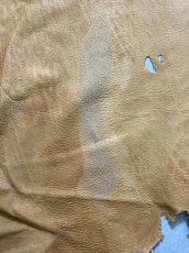 画像12: エゾシカ革　キャメル　ディアー (12)