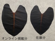 画像4: お客様専用 リーフレザー　ブラウンブロスB　SSサイズ (4)
