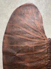 画像2: beLEAF  リーフレザー　ダークブラウン　Mサイズ　葉っぱの革　クワズイモ　エコロジーレザー　ブラジル (2)