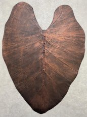 画像1: beLEAF  リーフレザー　ダークブラウン　Mサイズ　葉っぱの革　クワズイモ　エコロジーレザー　ブラジル (1)