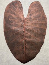 画像1: beLEAF  リーフレザー　ダークブラウン　Mサイズ　葉っぱの革　クワズイモ　エコロジーレザー　ブラジル (1)