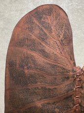 画像2: beLEAF  リーフレザー　ダークブラウン　Mサイズ　葉っぱの革　クワズイモ　エコロジーレザー　ブラジル (2)