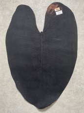 画像8: beLEAF  リーフレザー　ダークブラウン　Mサイズ　葉っぱの革　クワズイモ　エコロジーレザー　ブラジル (8)