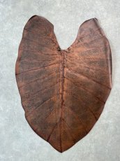 画像1: beLEAF  リーフレザー　ダークブラウン　Mサイズ　葉っぱの革　クワズイモ　エコロジーレザー　ブラジル (1)