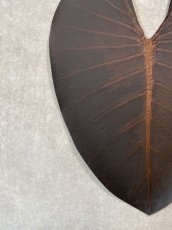 画像3: beLEAF  リーフレザー　ブラウンブロス　SSサイズ　葉っぱの革　クワズイモ　エコロジーレザー　ブラジル (3)