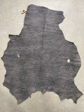 画像1: アンテロープ　 (1)