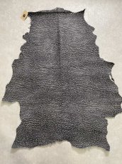 画像1: アンテロープ　 (1)