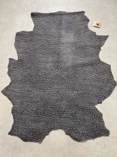 画像1: アンテロープ　 (1)