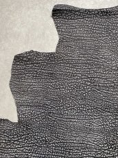 画像2: アンテロープ　 (2)