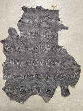 画像1: アンテロープ　 (1)