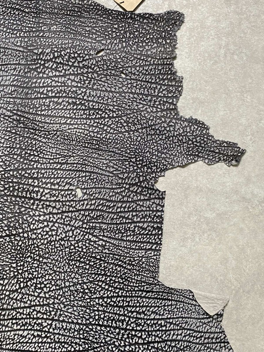 画像5: アンテロープ　 (5)