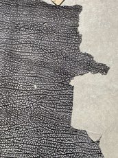 画像5: アンテロープ　 (5)