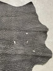画像3: アンテロープ　 (3)