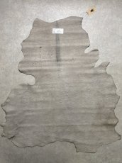 画像9: アンテロープ　 (9)
