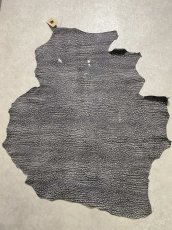 画像1: アンテロープ　 (1)