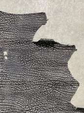 画像3: アンテロープ　 (3)