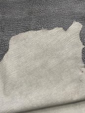 画像8: アンテロープ　 (8)
