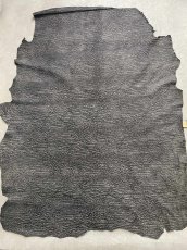 画像1: アンテロープ　 (1)