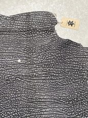 画像3: アンテロープ　 (3)