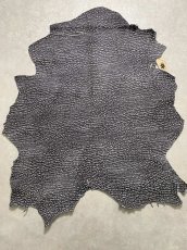 画像1: アンテロープ　 (1)