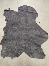 画像1: アンテロープ　 (1)