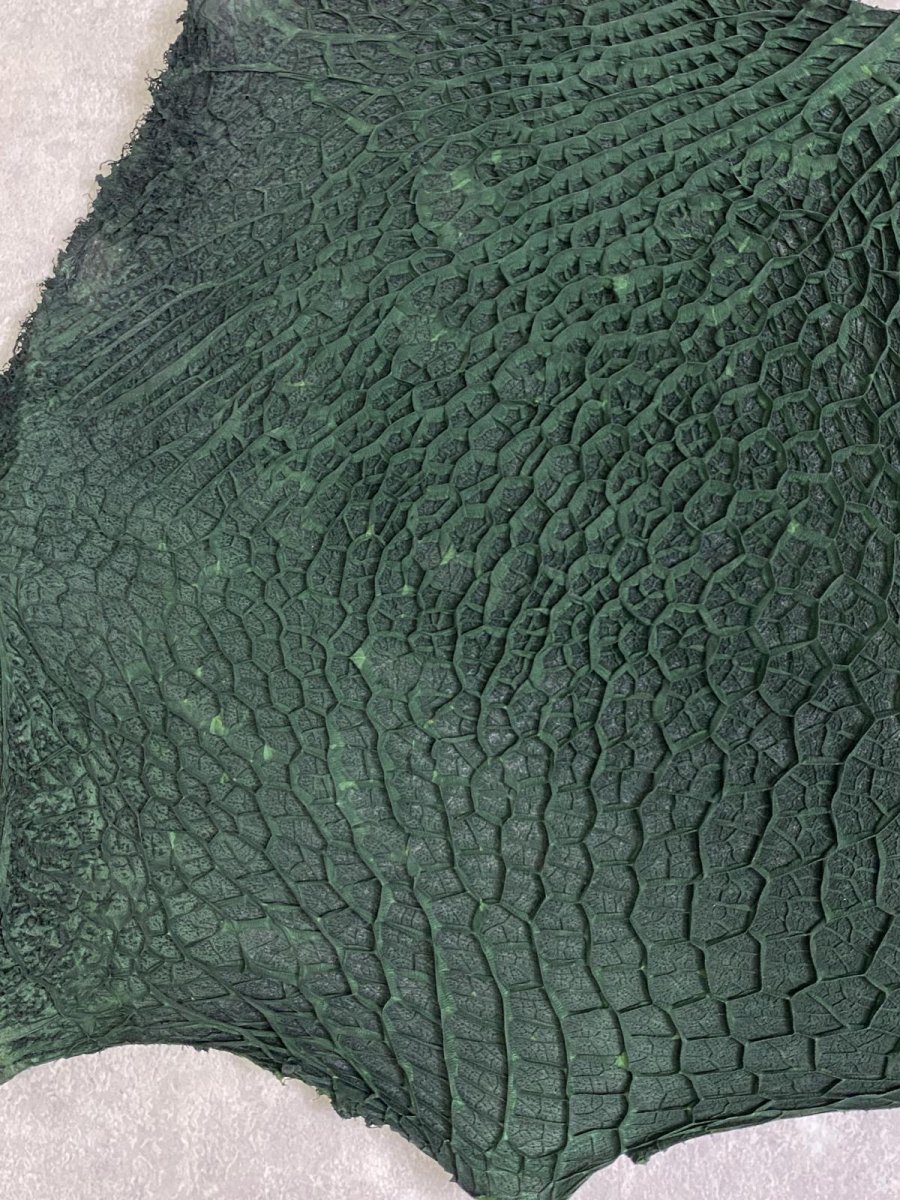 画像4: 牛革　ハチノス(牛の胃袋)　グリーン (4)