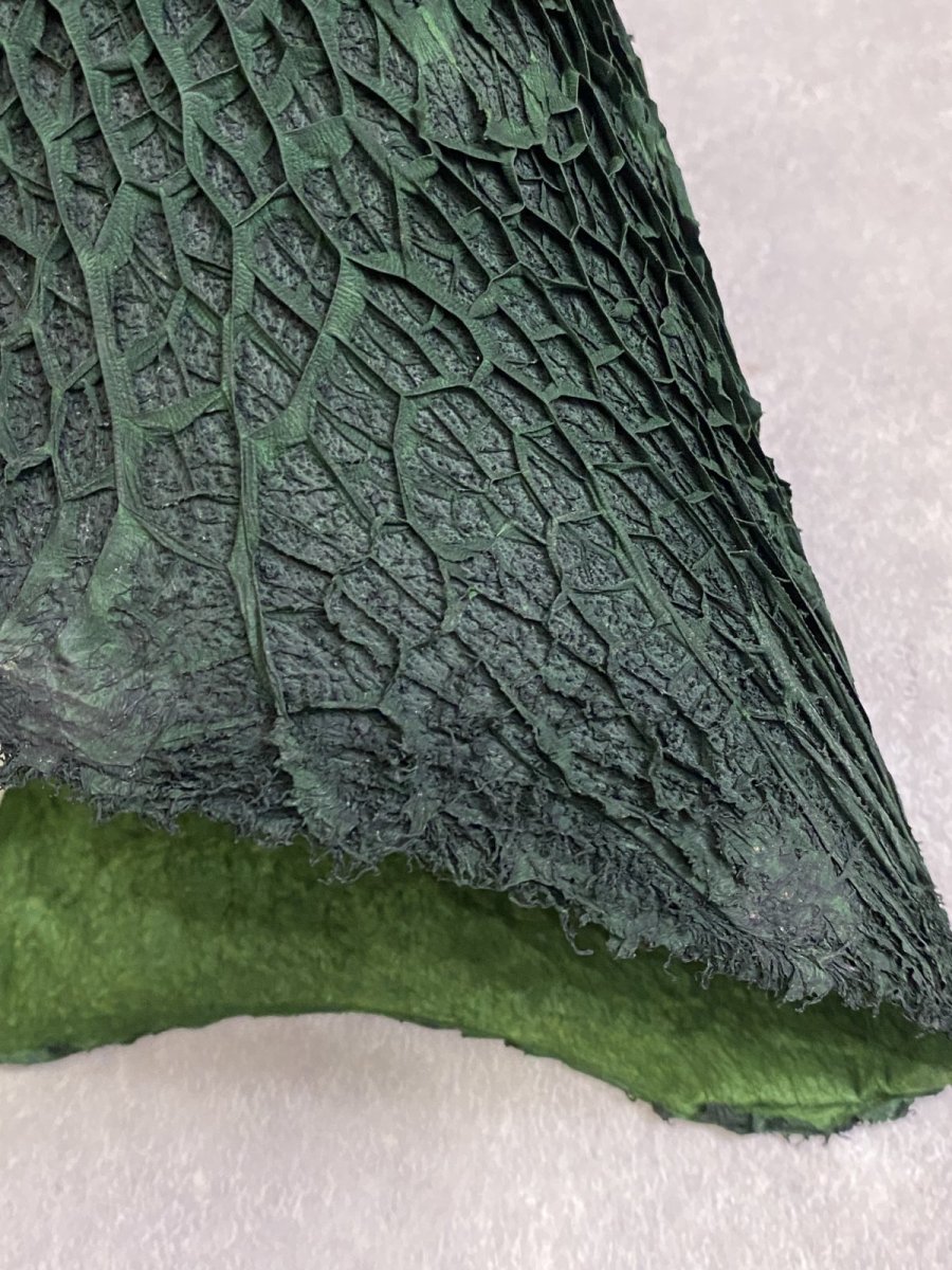 画像6: 牛革　ハチノス(牛の胃袋)　グリーン (6)