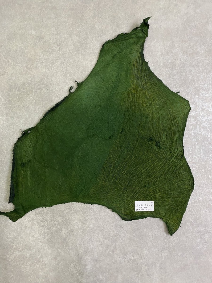 画像6: 牛革　ハチノス(牛の胃袋)　グリーン (6)