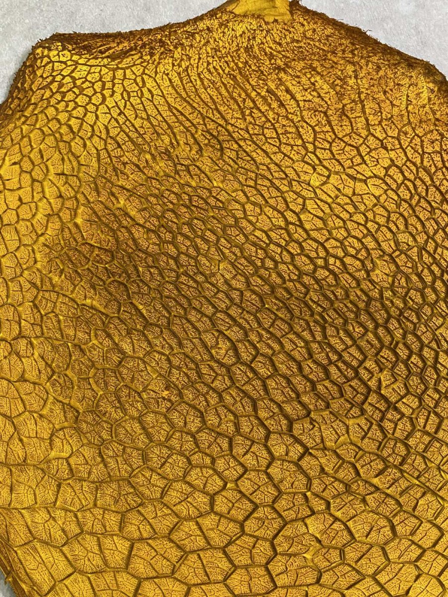 画像2: 牛革　ハチノス(牛の胃袋)　イエロー (2)