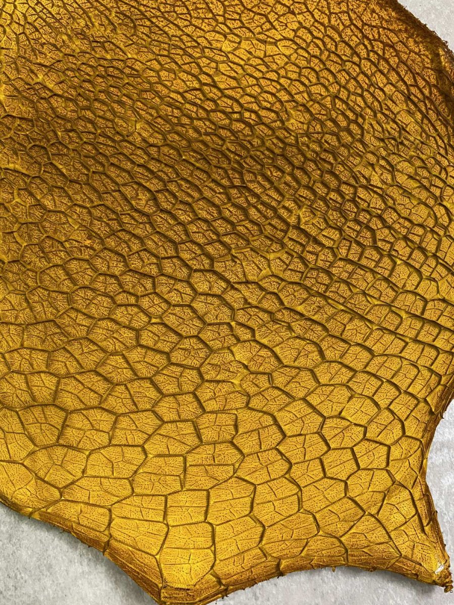 画像4: 牛革　ハチノス(牛の胃袋)　イエロー (4)