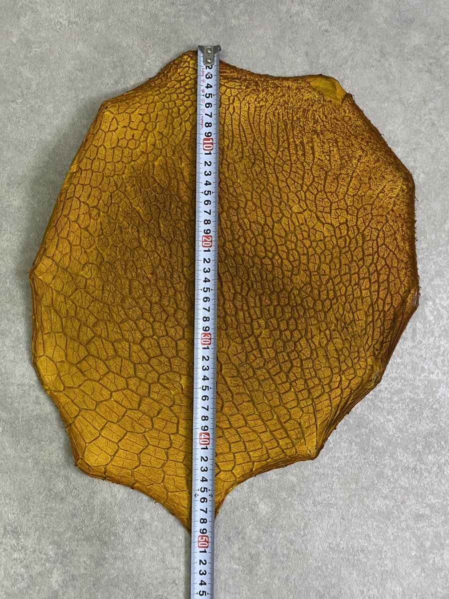 画像6: 牛革　ハチノス(牛の胃袋)　イエロー (6)