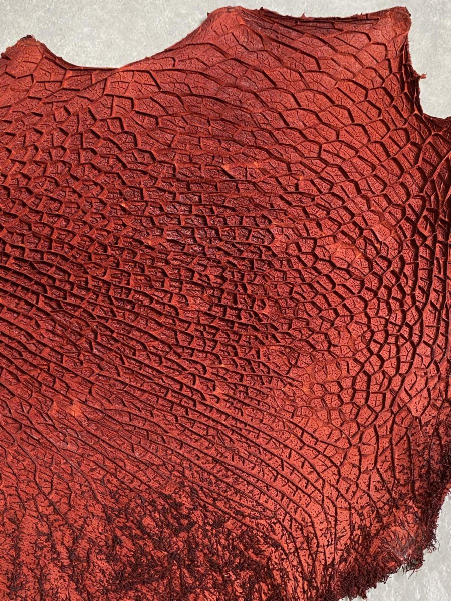 画像3: 牛革　ハチノス(牛の胃袋)　赤茶 (3)