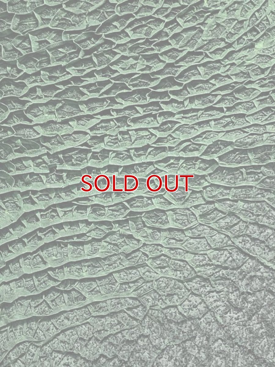 画像3: 牛革　ハチノス(牛の胃袋)　グリーン (3)