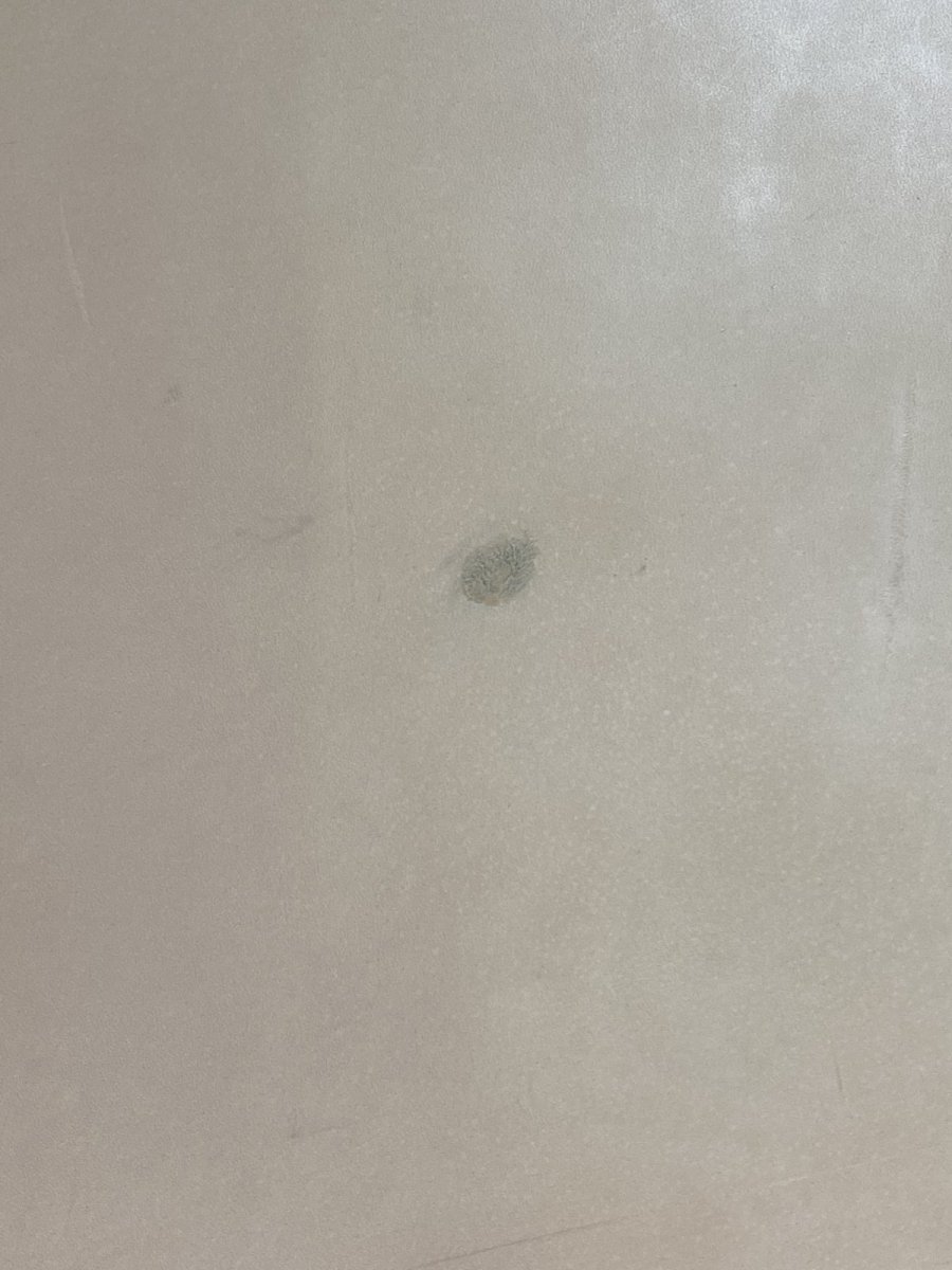 画像12: 牛革   ニッピヌメ　栃木レザー　タンニン (12)