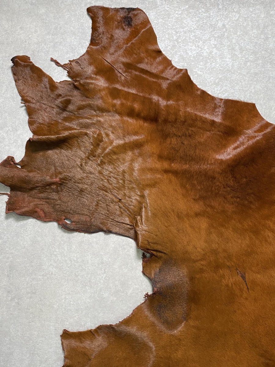 画像2: 牛 ヘアーカウ 赤茶 (2)