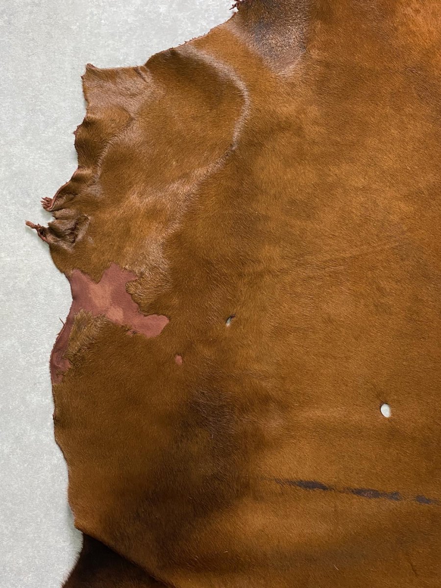 画像3: 牛 ヘアーカウ 赤茶 (3)