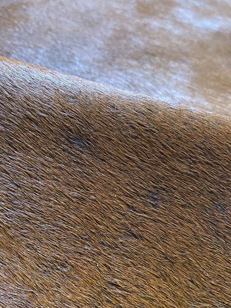 画像9: 牛 ヘアーカウ 赤茶 (9)