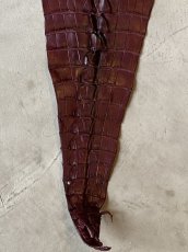 画像4: クロコダイル　背割り　ジョンストンワニ(オーストラリアワニ)　尻尾　ボルドー (4)