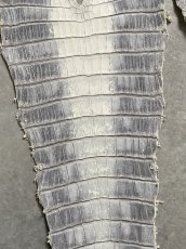 画像7: ヒマラヤクロコダイル　ナチュラル　35　ワニ革　ナイルクロコダイル　クロコダイル革　エキゾチックレザー (7)