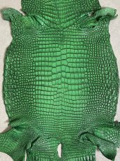 画像7: シャムクロコダイル　谷染め　グリーン　35 (7)