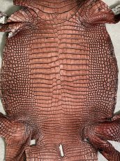 画像7: シャムクロコダイル　谷染め　レッドブラウン　36 (7)