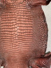 画像4: シャムクロコダイル　谷染め　レッドブラウン　36 (4)