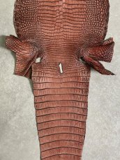 画像8: シャムクロコダイル　谷染め　レッドブラウン　36 (8)