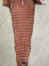 画像9: シャムクロコダイル　谷染め　レッドブラウン　36 (9)