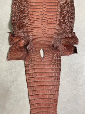 画像9: シャムクロコダイル　谷染め　レッドブラウン　34 (9)