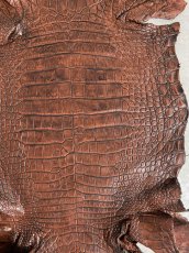 画像7: シャムクロコダイル　谷染め　ブラウン　40 (7)