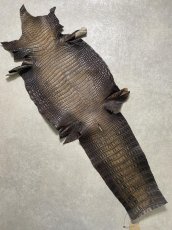 画像1: シャムクロコダイル　グラデーション　ニコチン　36　 (1)