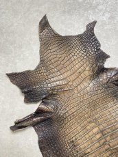 画像2: シャムクロコダイル　グラデーション　ニコチン　36　 (2)