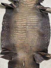 画像3: シャムクロコダイル　グラデーション　ニコチン　36　 (3)